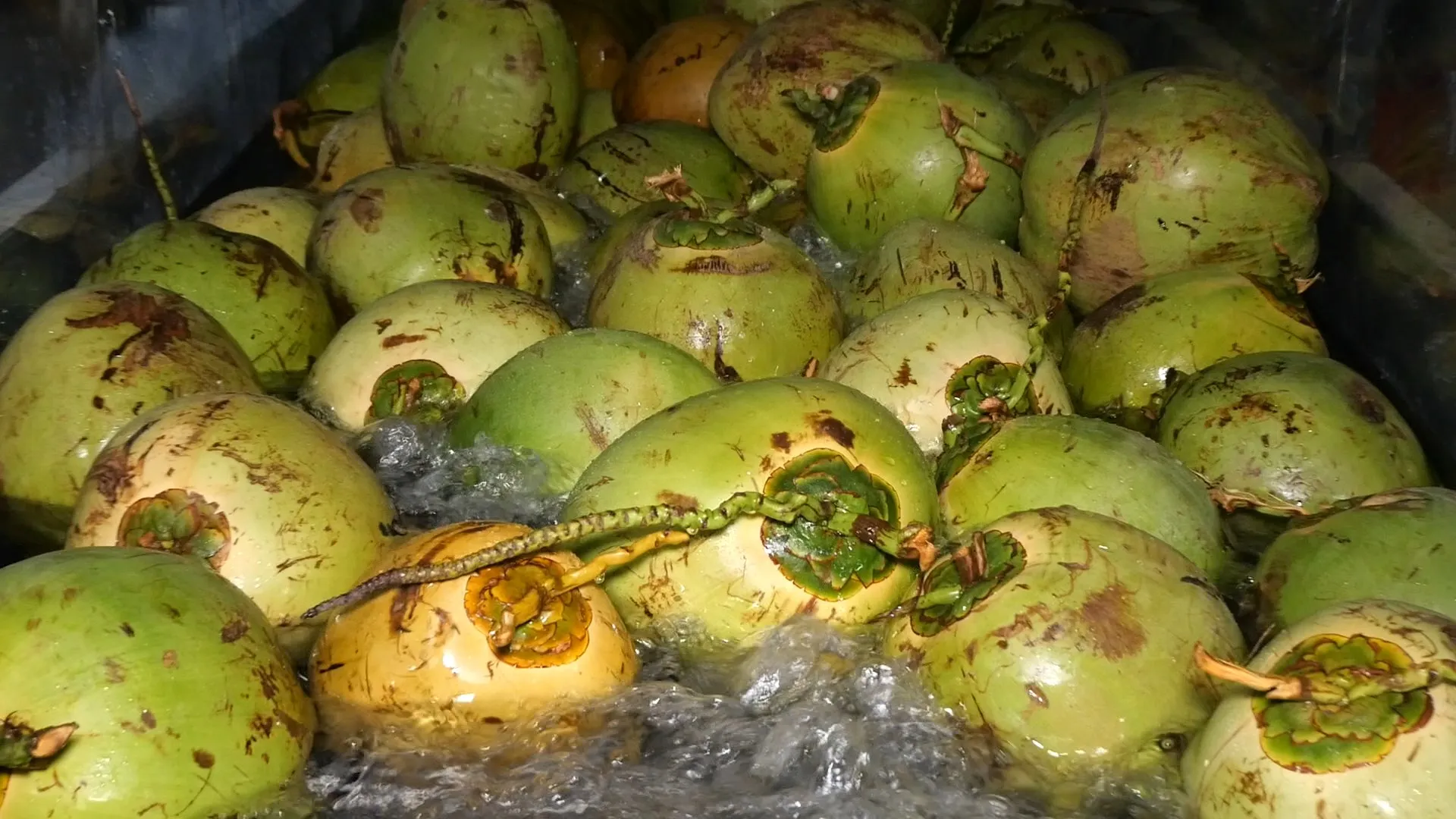 330 мл винут (консервированной) кокосовой воды с персиковым бесплатным образцом, бесплатный дизайн этикетки дистрибьюторов нежирных натуральных 100%