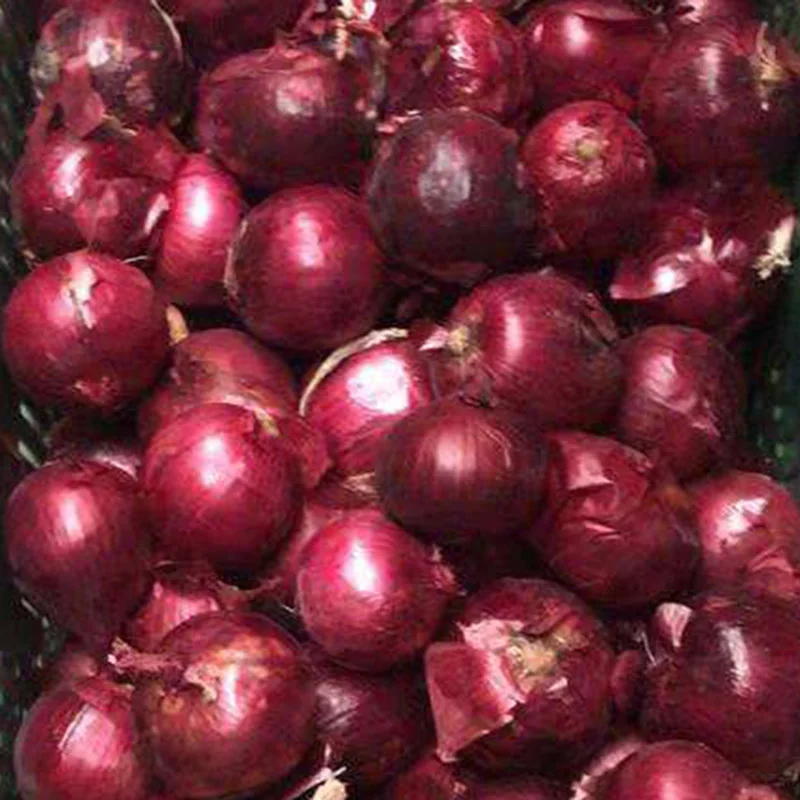 onion.jpg