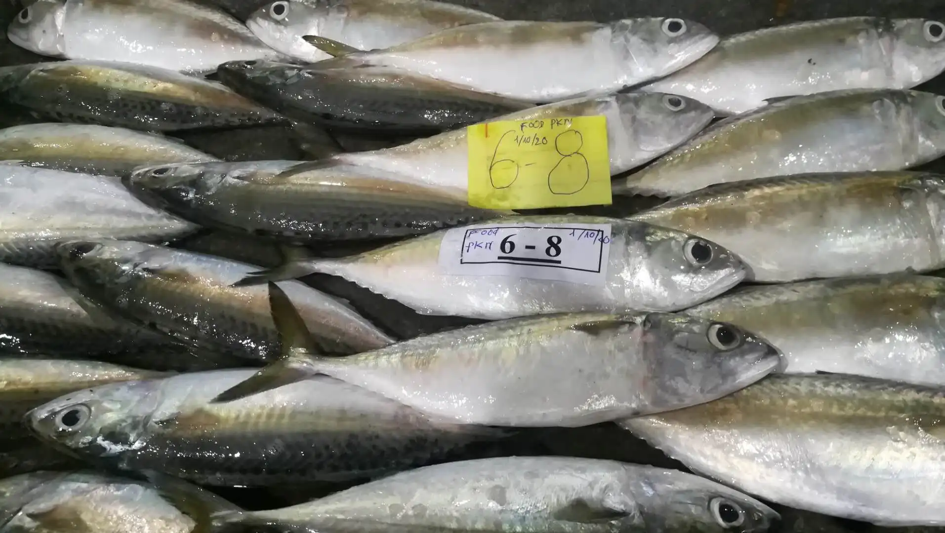 Whole Body Purse Seiner Nature Seasonal Frozen Iqf Block Fresh Rastrelliger Kanagurta Indian