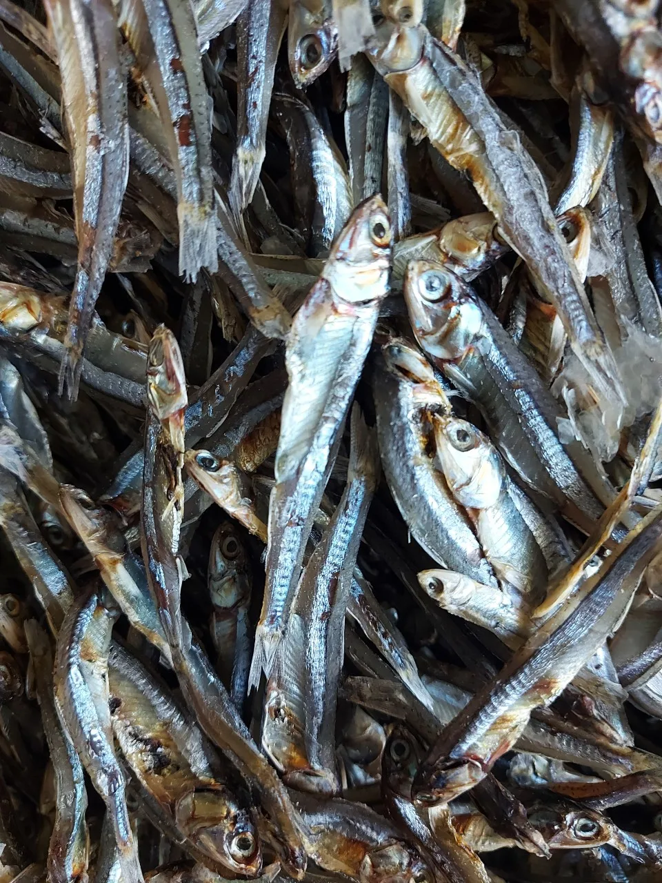 Anchovies Fish Dried / Dry Fish With 2 Year Shelf Life Black Anchovy