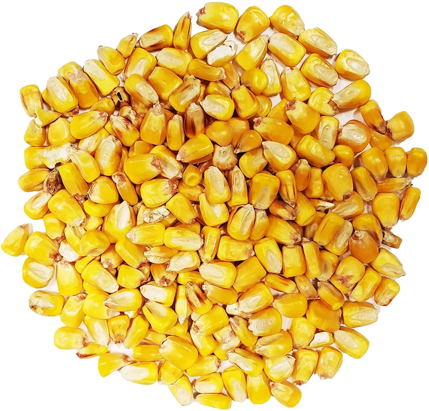 Non Gmo Yellow Corn for Animal Feed Brazil Origin Yellow Corn for Poultry AD Dried Yellow Corn for Feed