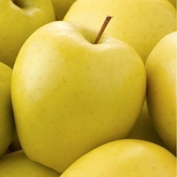 Яблоко желтое фото