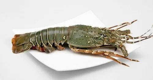 rock-lobster-500x500.jpeg
