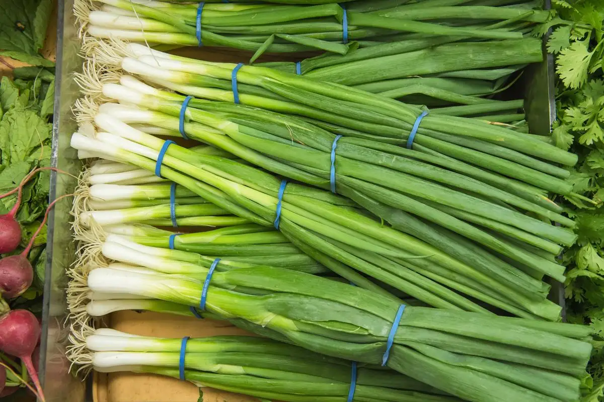 scallion (1).jpg