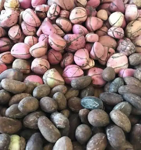 health benefit of bitter kola for women - buy bitter kola nuts