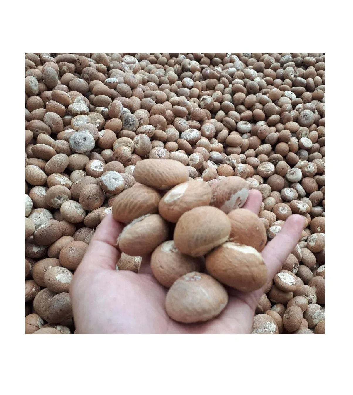 Высококачественный орех BETEL из Вьетнама/сушеный орех ARECA/супарари (Жасмин: + 84 37 461 9429)