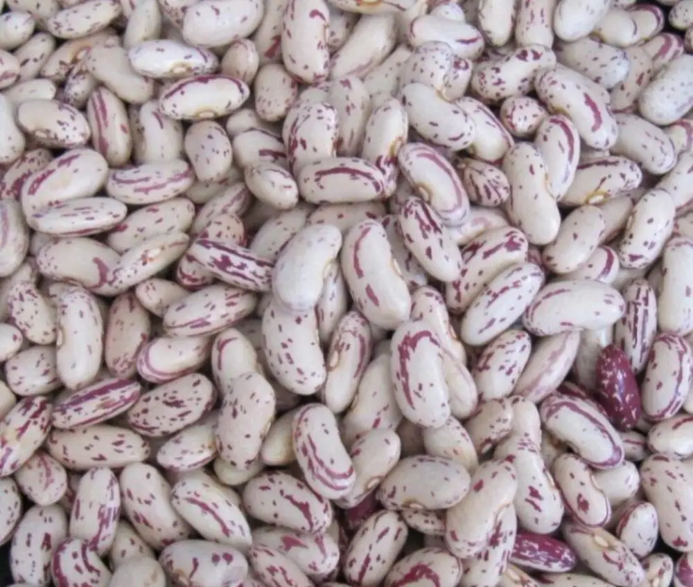 light speckled kidney bean / lskb - buy dubai white kidney beans