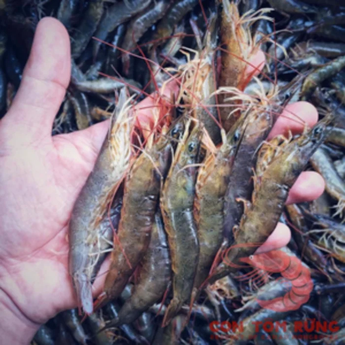 Wholesale Export Seafood Prawns Premium Quality Fresh 100 Natural