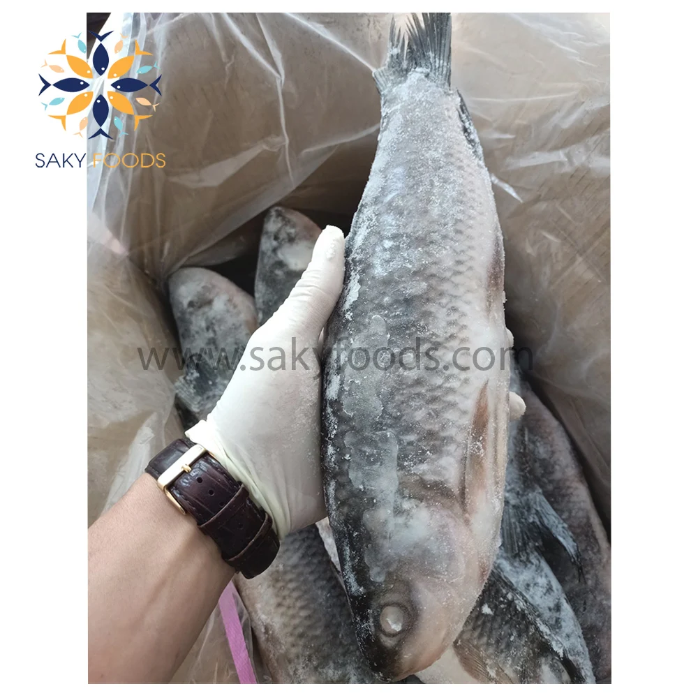 Wholesale Iqf Frozen Rohu Fish For Export From Vietnam Bulk Style Buy
