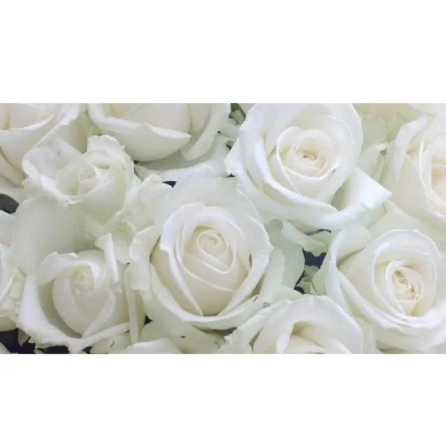 Rosas De Corte Profesional,Rosas Blancas Naturales De 4-5cm,Venta Al Por  Mayor - Buy Rosa Blanco Venta Al Por Mayor Profesional De Sabor Natural De  Buena Calidad Flores Frescas Cortar Las Rosas Flores