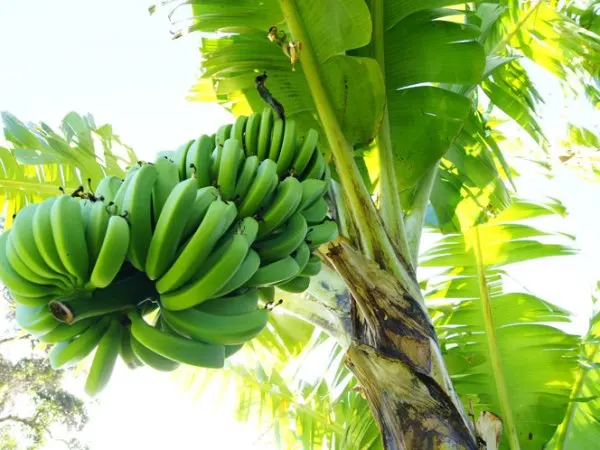 MDSTORE ベトナム産 新鮮バナナ葉っぱ1キロ/袋・FRESH BANANA