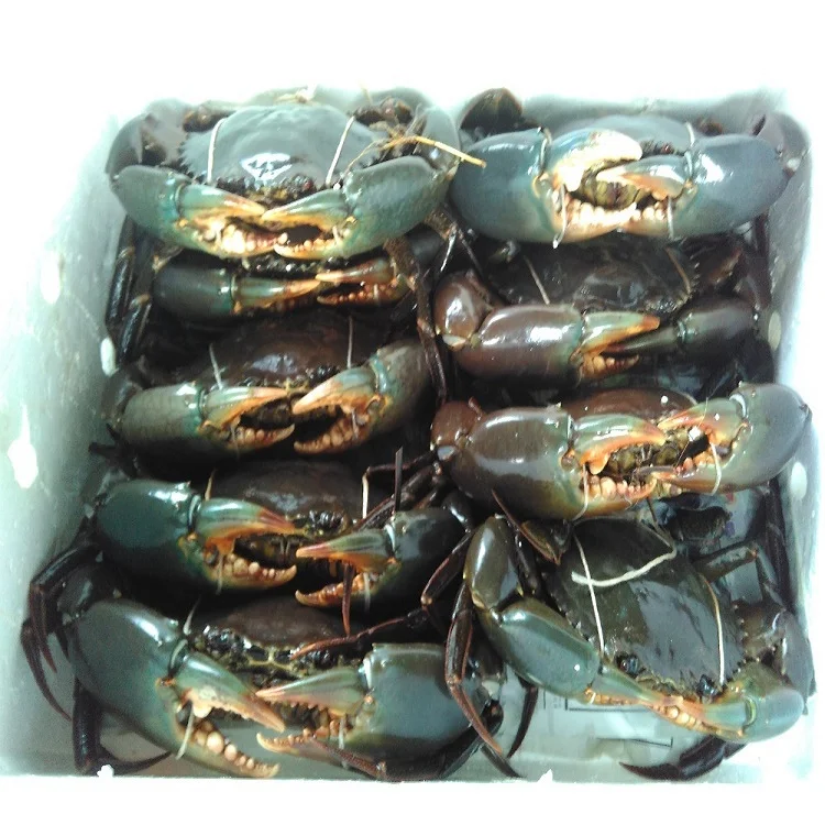 mud crablive mud crab sea food - buy mud crablive mud crab sea