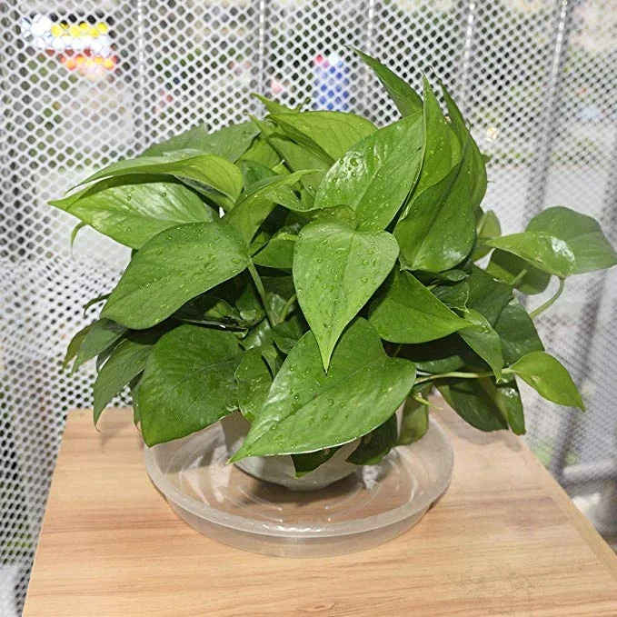High Quality Transparent Flowerpot Base 6-12 Inch Clear Durable Round  Plastic Saucer Pot Water-receiving Tray