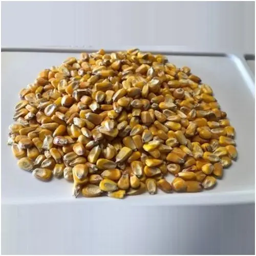 Corn-Non GMO Test weight 54 lbs, Heat Damage .2, Damaged Kernals 5.0 Broken Corn and Foreign Material 3.0