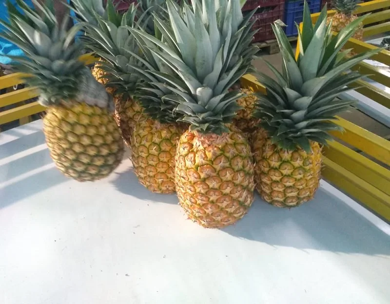 Fresh Golden Pineapples From Peru Wholesale - Buy Pineapple,Golden ...