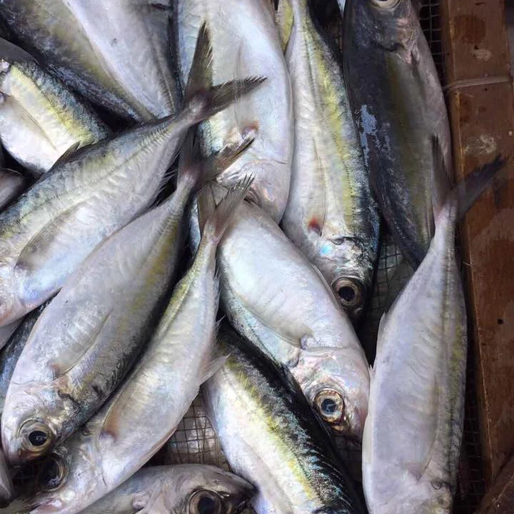 Ikan Mata Besar