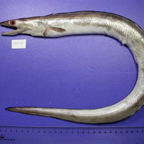 Высокое качество кинжалозубый щукорылый угорь сандалии на высоком каблуке с закрытой пяткой рыбы из Вьетнама