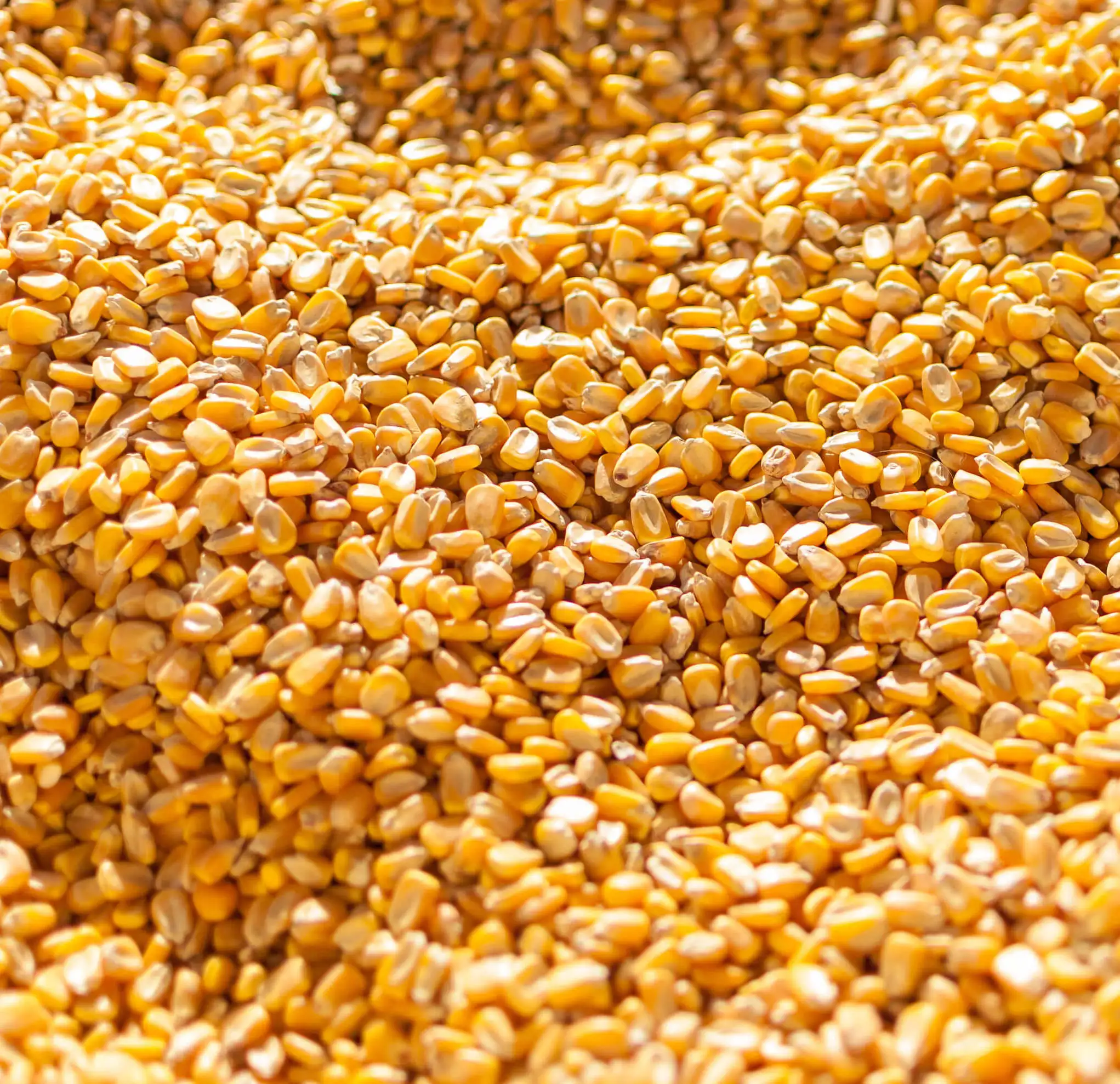 corn2.jpg