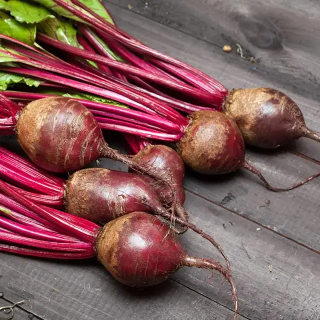 supply high quality beetroot extract powder