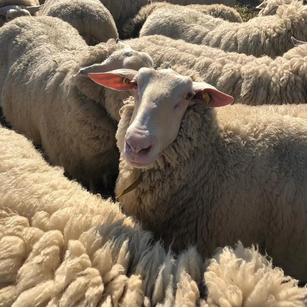 Live Awassi Sheep Merino Sheep Dorper Ewe Sheeps And Lambs Buy Alive Sheep And Lamb Product On Alibaba Com