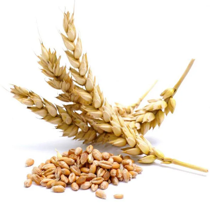 Wheat (2).jpg