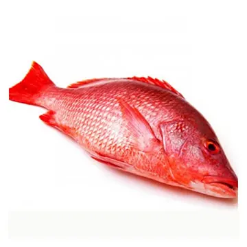 high-quality all-year round fresh red seabream fish