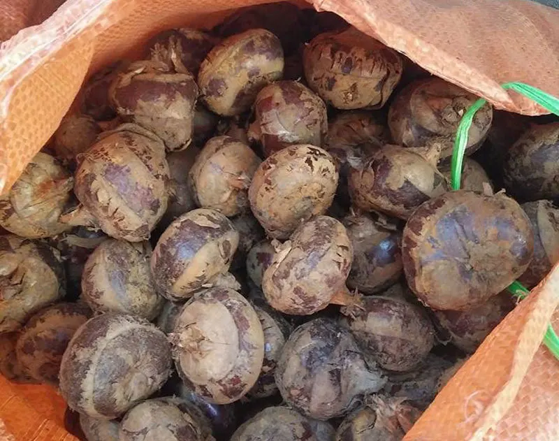 Fresh Water Chestnut For Sale From Vietnam,Contcat 0084963818434 Buy Water Chestnut Vietnamese