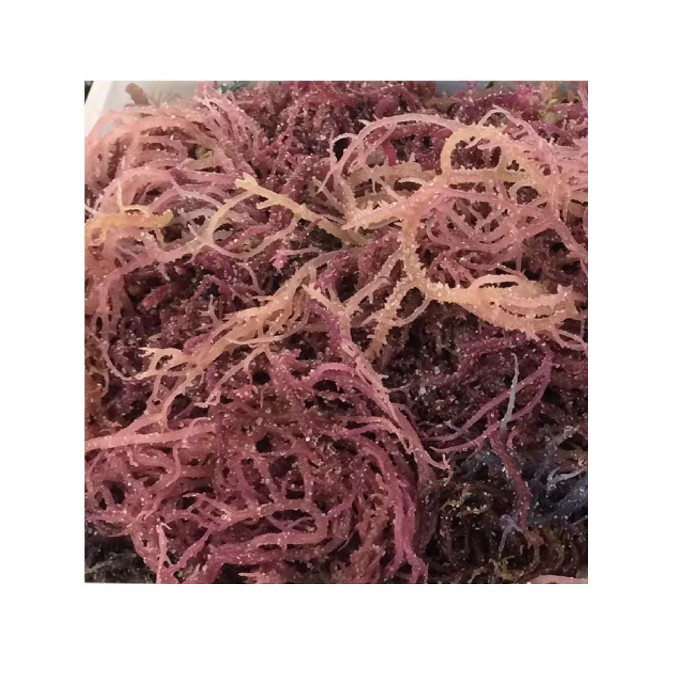 sea weed/ best quality purple sea moss/ euchema cottonii seaweed