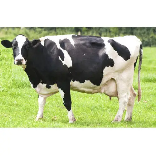 Молочные коровы для здорового образа жизни, беременные коровы Holstein, козы Boer доступны по хорошей цене и в отличных условиях здоровья