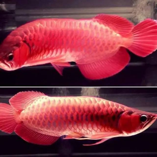 1005质量好的金龙鱼 银色 铂金 红色和蓝色可批量供应 Buy 龙鱼农场 辣椒红龙鱼出售 黑色龙鱼product On Alibaba Com