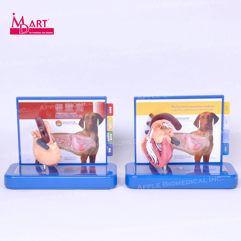 
 Ветеринарная модель для лечения сердечных заболеваний с паразитами и здоровым сердцем  