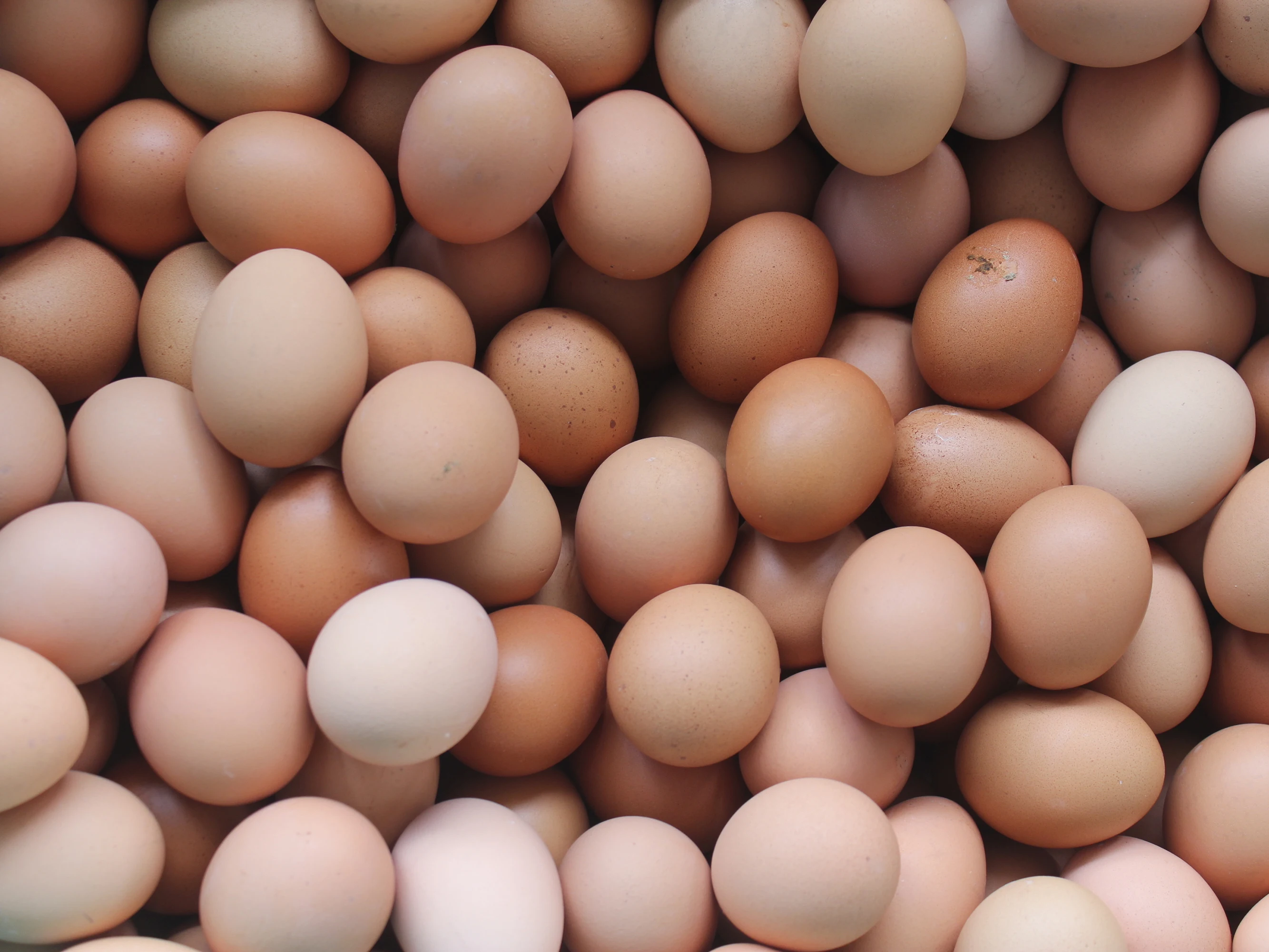 Яйца кучей. Яйца. Много яиц. Яйцо бежевое. Яйца фото.