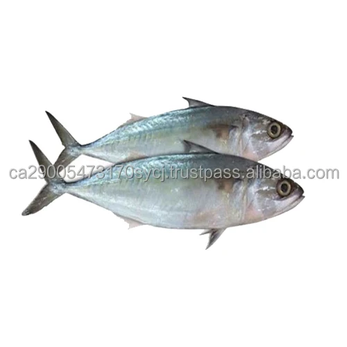Horse Mackerel Fish Seafood No Salt Fish Frozen Horse Mackerel Buy Horse Mackerel Importers In