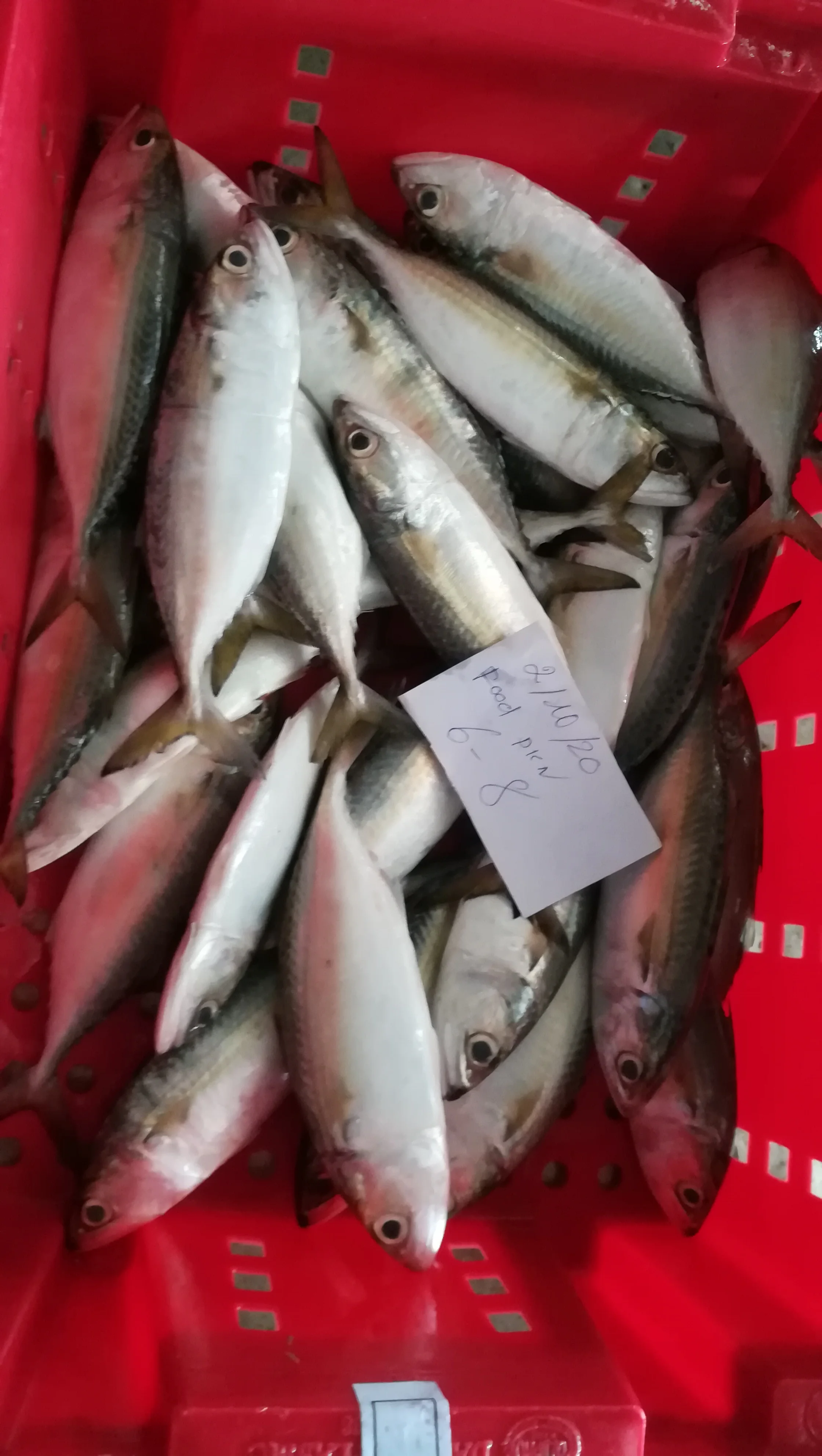 Fresh Frozen Seafood Iqf Block Whole Part Purse Seiner Nature Seasonal