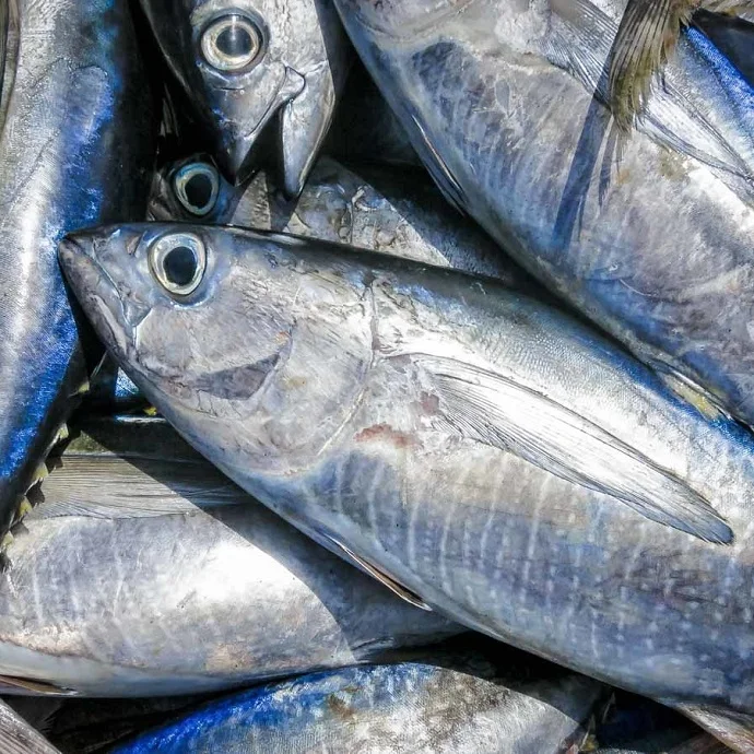 frozen yellow fin tuna whole round fish for making loin and