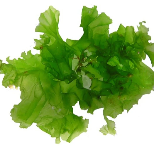 best quality fresh ulva lactuca/ natural sea lettuce / holiday