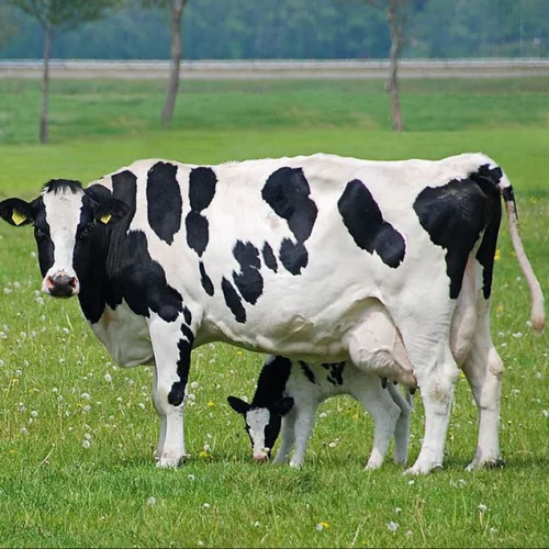 Bulls Simmental Dairy Cattle Live Pregnant Friesian Holstein Heifers Cow From Germany Buy Holstein Cow For Sale Holstein Dairy Cows For Sale Buy Holstein Cow Product On Alibaba Com