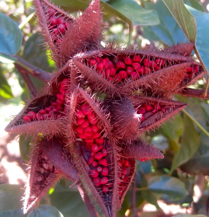 Lipstick Tree/ Annatto Oil