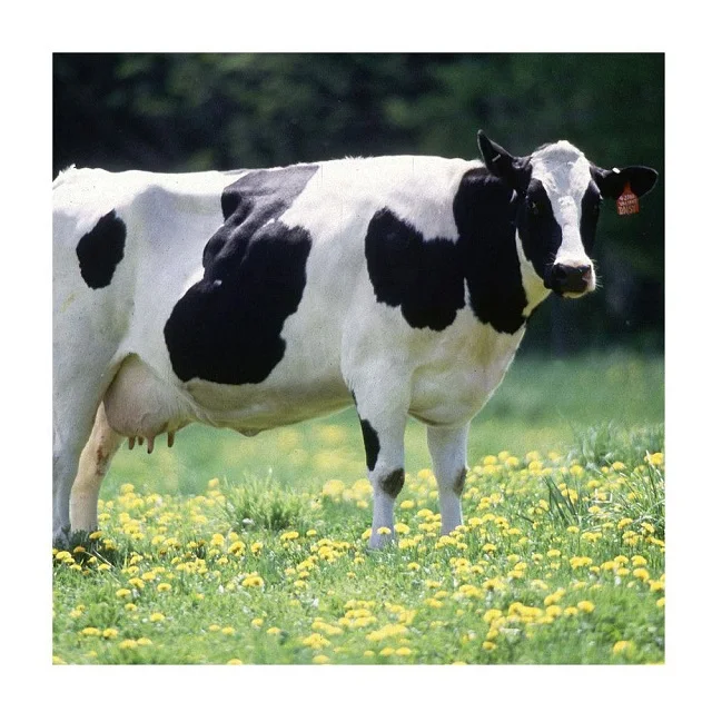 Livestock Cattle Cow Pregnant Holstein Heifers/Healthy Pregnant Cows For Sale