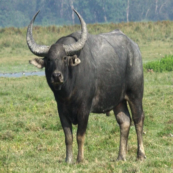 healthy live asian water buffalo for sale at best prices
