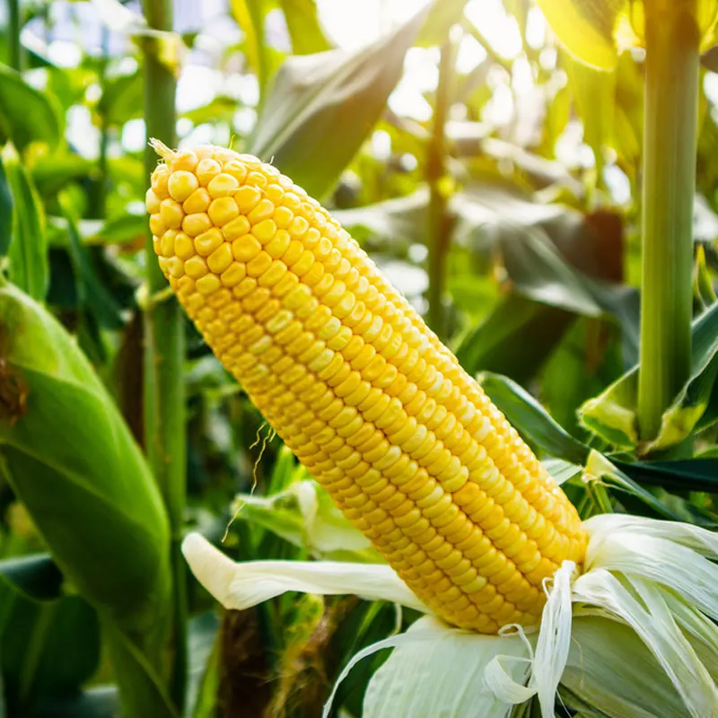 corn1.jpg