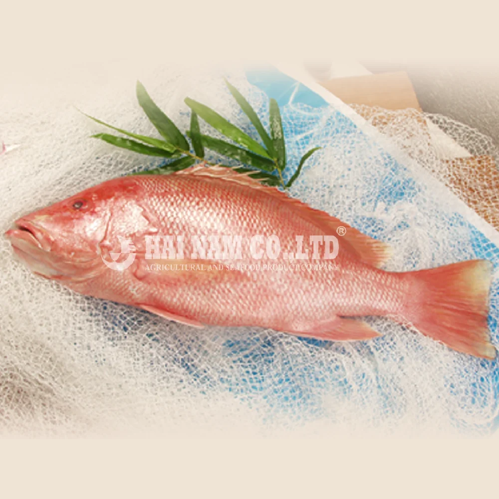 ベトナムメーカーの自然冷凍レッドスナッパー魚ボディ Buy 赤鯛ボディ 冷凍赤鯛 赤鯛魚冷凍 Product On Alibaba Com