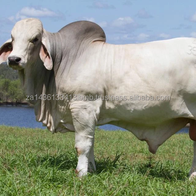 COW.jpg