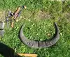 natural horn