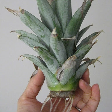 natural cheap price pineapple tree export from viet nam - lina