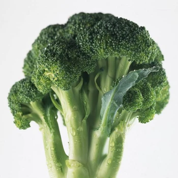 wholesale fresh broccoli / fresh broccoli vegetable / fresh
