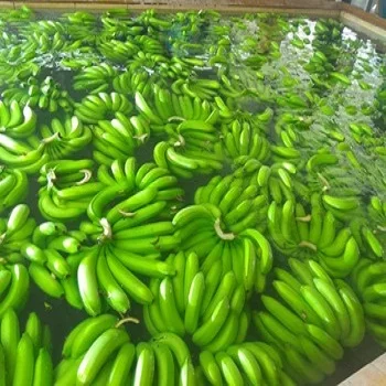 Whole Fresh Sweet Cavendish Bananas-Grade a Green Color ISO Certified French Origin 20kg for Sale