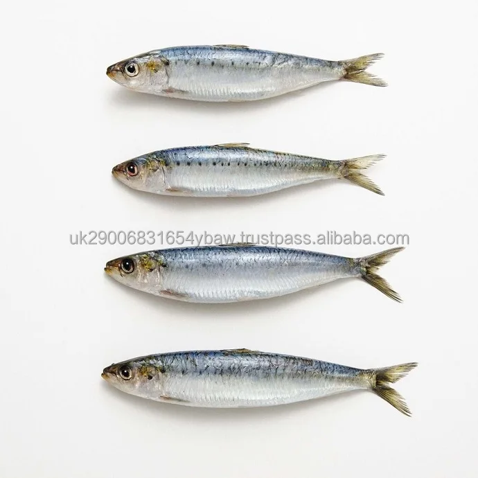 Fresh Frozen Sardines (sardinella Aurita ) Frozen Sardine Fish Round