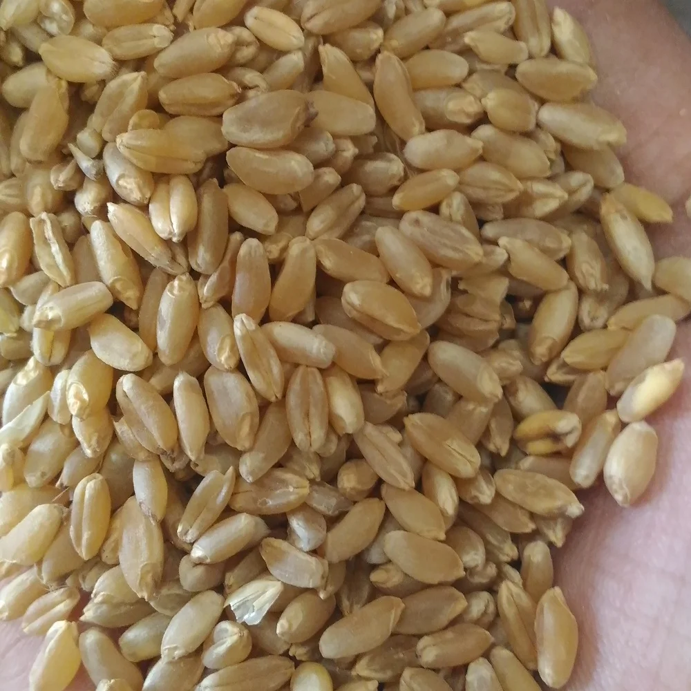 硬粒小麦最高质量 Buy 硬粒小麦出售 有机小麦 Sharbati小麦product On Alibaba Com