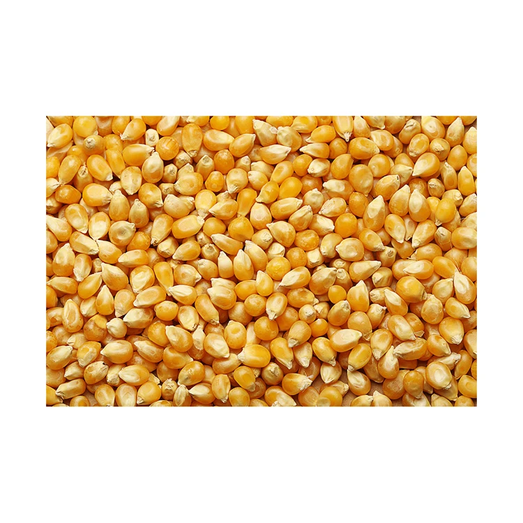 Где продается кукуруза. Где продается кукуруза. Кукуруза (зерно). Кормовая кукуруза. Где продается кукуруза.